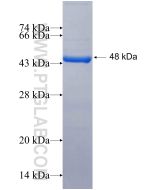 Recombinant human BIM, BCL2L11 protein Ag26122 proteintech