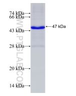 Recombinant human DCT protein Ag26165 proteintech