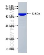 Recombinant human Occludin protein Ag26173 proteintech