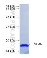 Recombinant human SLC25A37 protein Ag26216 proteintech