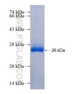 Recombinant human 3BP2 protein Ag26264 proteintech