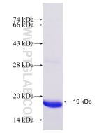 Recombinant human TMEM119 protein Ag26286 proteintech