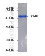 Recombinant human LPCAT2 protein Ag26411 proteintech