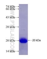 Recombinant human SERINC2 protein Ag26506 proteintech