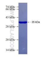 Recombinant human PEX26 protein Ag26552 proteintech