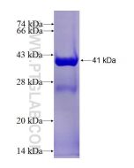 Recombinant human PSMD8 protein Ag26567 proteintech