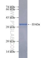 Recombinant human CNTNAP3 protein Ag26624 proteintech