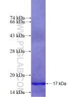 Recombinant human TUBD1 protein Ag26641 proteintech