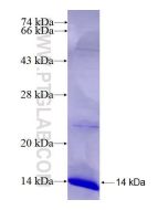 Recombinant human COX7B2 protein Ag26659 proteintech