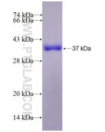 Recombinant human PRSS7 protein Ag27103 proteintech