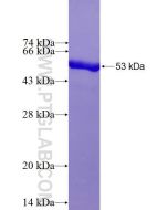 Recombinant human LAMP2 protein Ag27183 proteintech