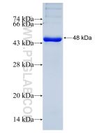 Recombinant human LIAS protein Ag27286 proteintech