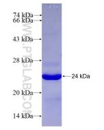 Recombinant human POU6F1 protein Ag27364 proteintech