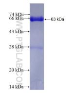 Recombinant human KIAA2013 protein Ag27379 proteintech