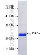 Recombinant human BTN3A1 protein Ag27409 proteintech