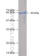 Recombinant human UBLCP1 protein Ag2743 proteintech