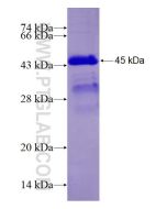 Recombinant human NAP1L4 protein Ag27469 proteintech