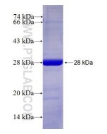 Recombinant photinus pyralis Luciferin 4 protein Ag27673 proteintech