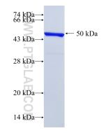 Recombinant human GMEB1 protein Ag27708 proteintech