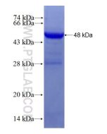 Recombinant human COQ3 protein Ag27740 proteintech