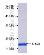 Recombinant human ROBLD3 protein Ag28071 proteintech