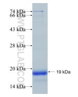 Recombinant human RUNX2 protein Ag28113 proteintech