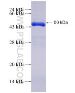 Recombinant human ACSS2 protein Ag28140 proteintech
