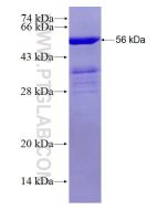 Recombinant human TTC12 protein Ag28199 proteintech