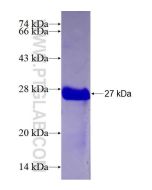 Recombinant human MTBP protein Ag28393 proteintech