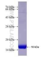 Recombinant human SLC22A14 protein Ag28494 proteintech