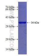 Recombinant human EIF3E protein Ag28523 proteintech