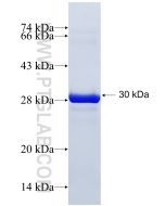 Recombinant human PREB protein Ag28549 proteintech