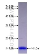 Recombinant rattus norvegicus Leptin protein Ag28722 proteintech