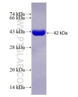 Recombinant human CIN85 protein Ag28776 proteintech