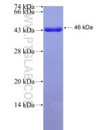 Recombinant human TRPC1 protein Ag28890 proteintech