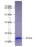 Recombinant human FNIP1 protein Ag28976 proteintech