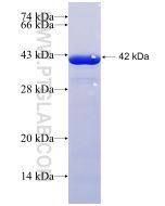 Recombinant human CSE1L protein Ag29131 proteintech