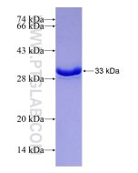 Recombinant human MDK protein Ag29185 proteintech