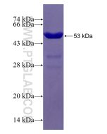 Recombinant human SCG3 protein Ag29235 proteintech