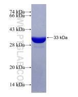 Recombinant human pou4f2 protein Ag29432 proteintech