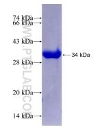 Recombinant human NFE2L3 protein Ag29440 proteintech