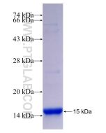 Recombinant human TPM1 protein Ag29546 proteintech