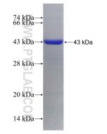 Recombinant human DDO protein Ag29876 proteintech