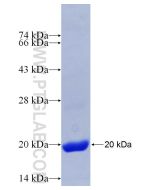 Recombinant human EOMES protein Ag29939 proteintech