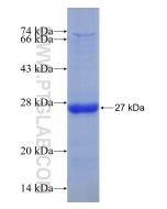 Recombinant human MIB2 protein Ag29958 proteintech