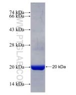 Recombinant human EDF1 protein Ag29978 proteintech