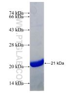 Recombinant human ERG protein Ag30005 proteintech