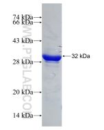 Recombinant human FH protein Ag30254 proteintech
