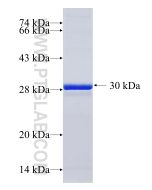 Recombinant human TPH2 protein Ag30281 proteintech