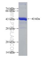 Recombinant human ASL protein Ag30517 proteintech